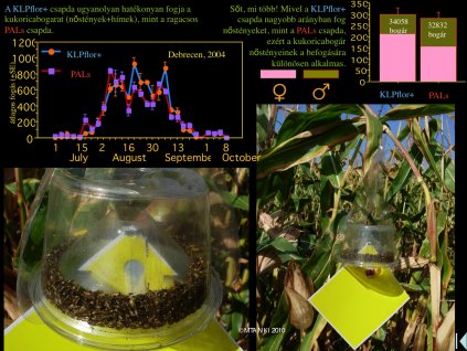 kukoricabogarklpflor