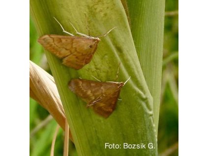 kukoricamoly O. nubilalis BISZEX VARL+