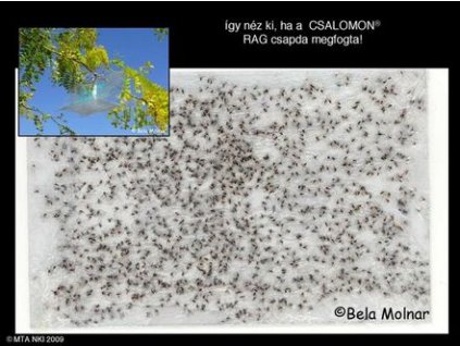 lepényfa gubacsszúnyog D. gleditchiae RAG