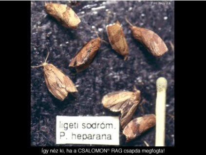 ligeti sodrómoly P. heparana RAG