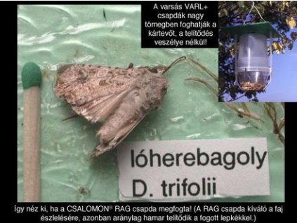 lóherebagoly Discestra (Scotogramma) trifolii RAG