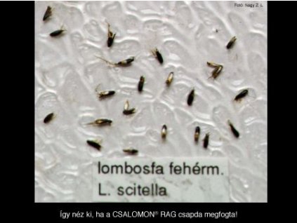 lombosfa fehérm. L. scitella RAG