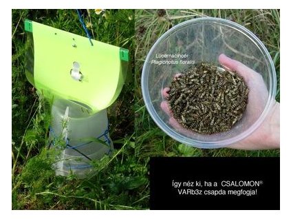 lucernacincér Plagionotus floralis VARb3z