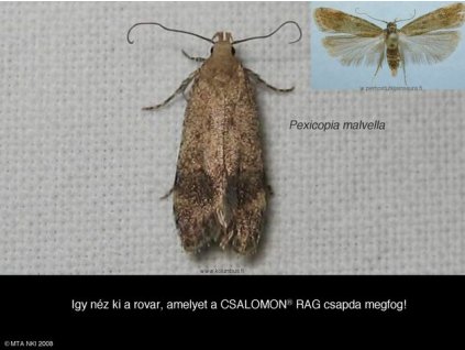 mályvamagmoly Pexicopia malvella RAG