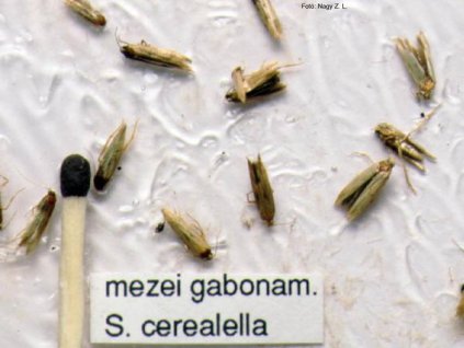 mezei gabonam. S. cerealella RAG