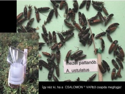 mezei pattanóbogár A. ustulatus VARb3 CSAK hímek fogására