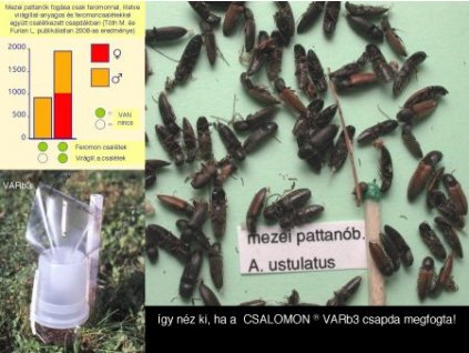 mezei pattanóbogár A. ustulatus VARb3 nőstények és hímek fogására