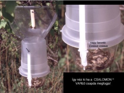 nagy farontólepke C. cossus VARb3