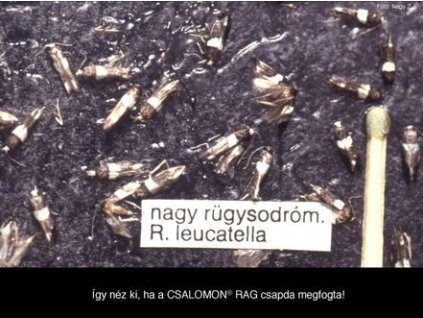 nagy rügysodrómoly Recurvaria leucatella RAG