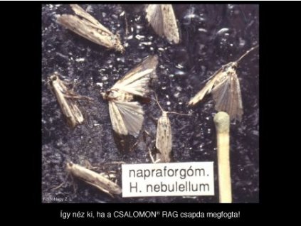 napraforgómoly H. nebulellum RAG