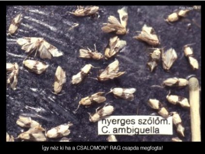 nyerges szőlőm. C. ambiguella RAG