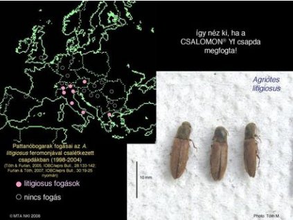 pattanóbogár Agriotes litigiosus Yf