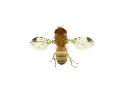 pettyes szárnyú muslica Drosophila suzukii (almaecet+vörösbor csalétek nélkül) VARL