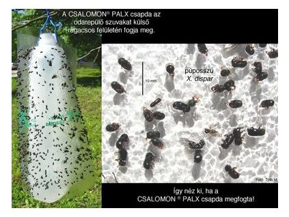 púposszú Xyleborus dispar PALX
