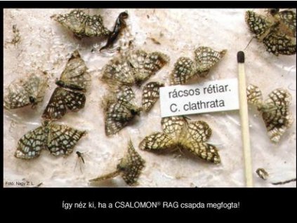 rácsos rétiaraszoló Chiasma clathrata RAG