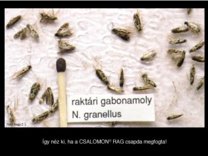 raktári gabonamoly N. granellus RAG