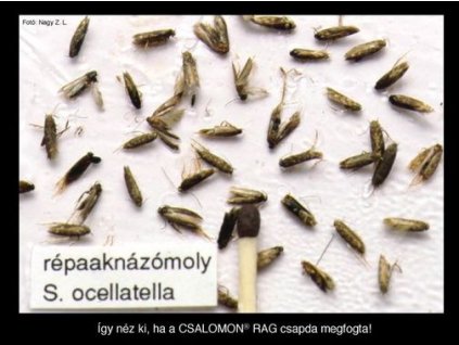 répaaknázómoly Scrobipalpa ocellatella RAG
