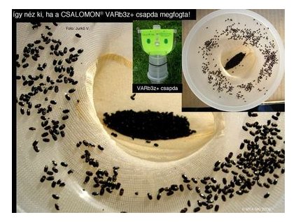 repce fénybogár M. aeneus VARb3z+