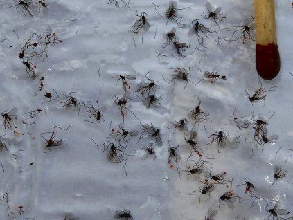 repcebecőgubacsszúny