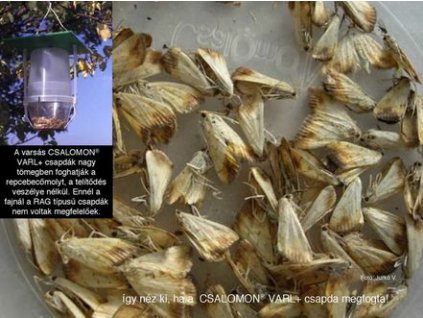 repcebecőmoly E. extimalis VARL+