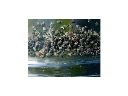 repceormányosok Ceutorrhyn spp KLP+