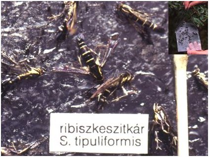 ribiszkeszitkár S. tipuliformis RAG