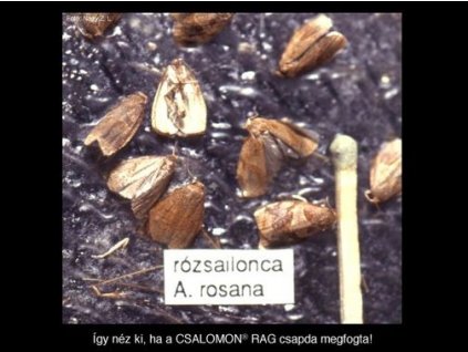 rózsailonca Archips rosana RAG