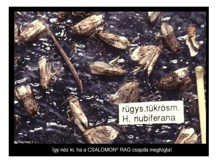 rügysodró tükrösmoly BISZEX csapda RAG