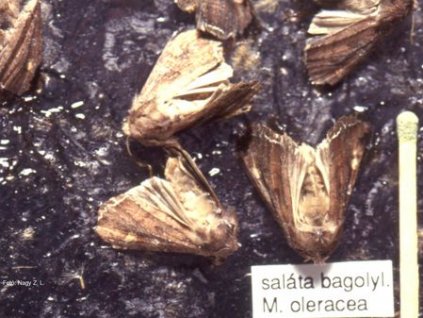 salátabagoly M. oleracea RAG
