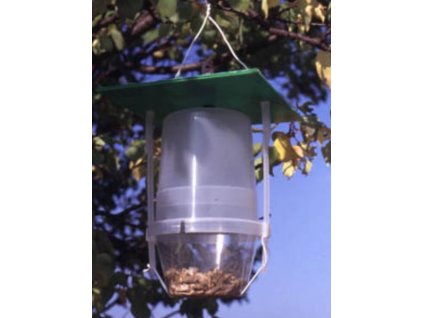 salátabagoly M. oleracea VARL+