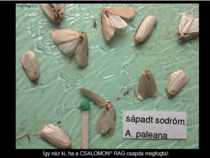 sápadt sodrómoly A. paleana RAG