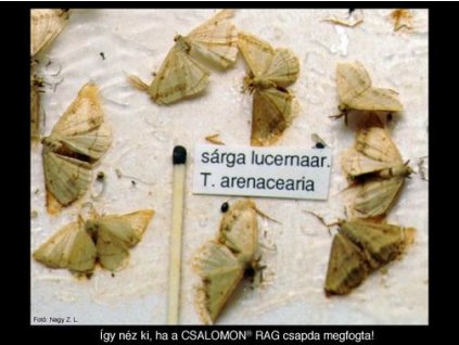 sárga lucernaaraszoló Tephrina arenacearia RAG