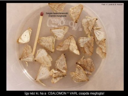 sárgás tavasziaraszoló Erannis marginaria RAG