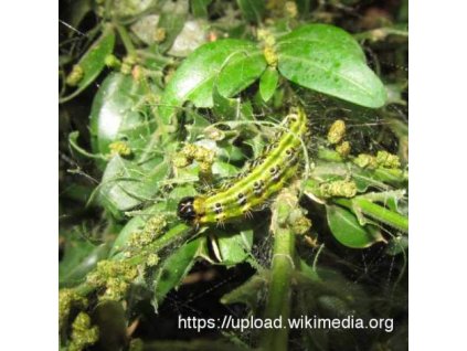 selyemfényű puszpángmoly (=buxusmoly) Cydalima perspectalis VARL