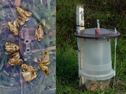 Spodoptera frugiperda