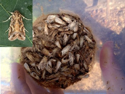 Spodoptera littoralis