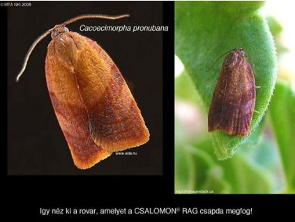 szegfűmoly Cacoecimorpha pronubana RAG