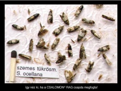 szemes tükrösmoly Spilonota ocellana RAG