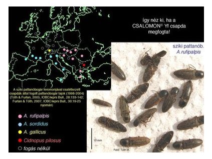 sziki pattanóbogár Agriotes rufipalpis Yf