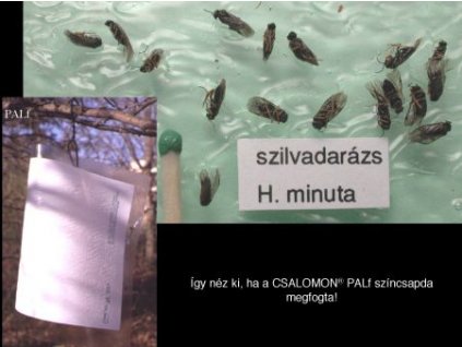szilvadarazsak H. minuta, flava PALf