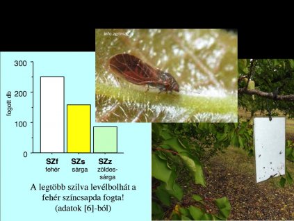 szilvalevélbolha