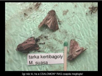 tarka kertibagoly Mamestra suasa RAG