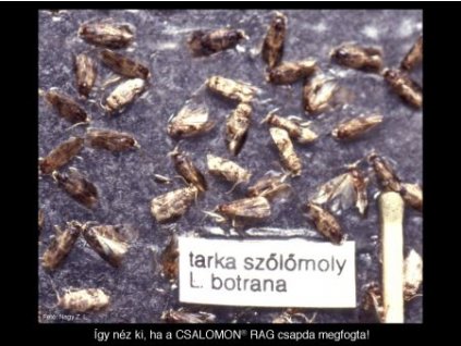 tarka szőlőmoly L. botrana RAG