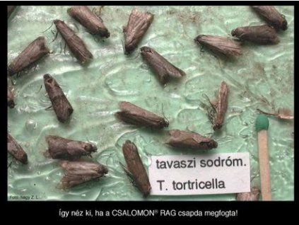 tavaszi sodrómoly Tortricodes tortricella RAG