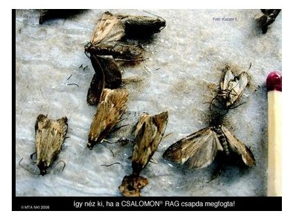 télimoly Diurnea phryganella RAG