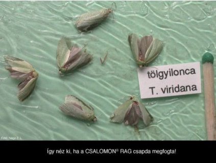 tölgyilonca Tortrix viridana RAG