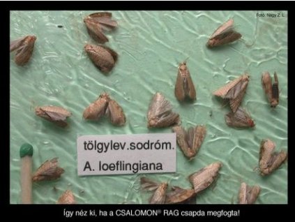 tölgylevél sodrómoly Aleimma loeflingiana RAG