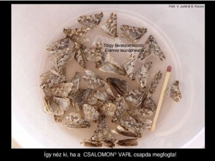 tölgy tavasziaraszoló Erannis leucophearia RAG