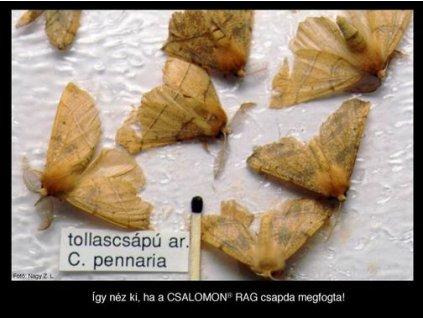 tollascsápú araszoló Colotois pennaria RAG