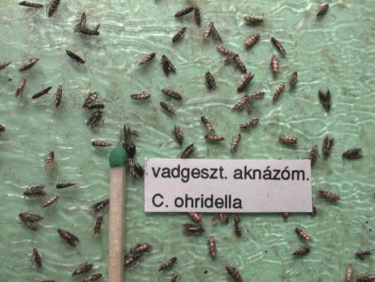 vadgesztenyeaknázó